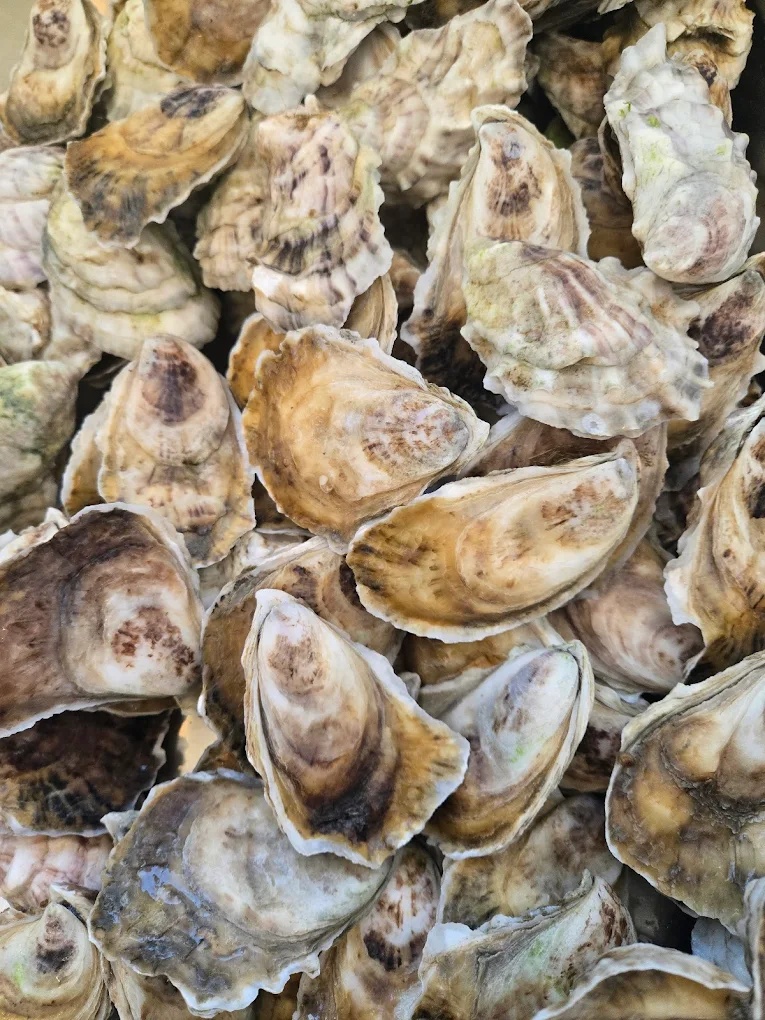 bar hingetown oysters